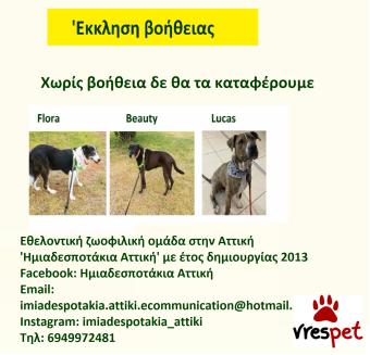 Ράτσα: Άλλη Ράτσα | Ηλικία: 4 ετών | Φύλο: Θηλυκό | Αρ. Microchip: 981021212121212 | Περιοχή: Αττική